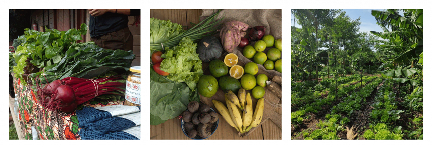 Produção e colheita de frutas e verduras da Muvuca. Imagens bastante coloridas.